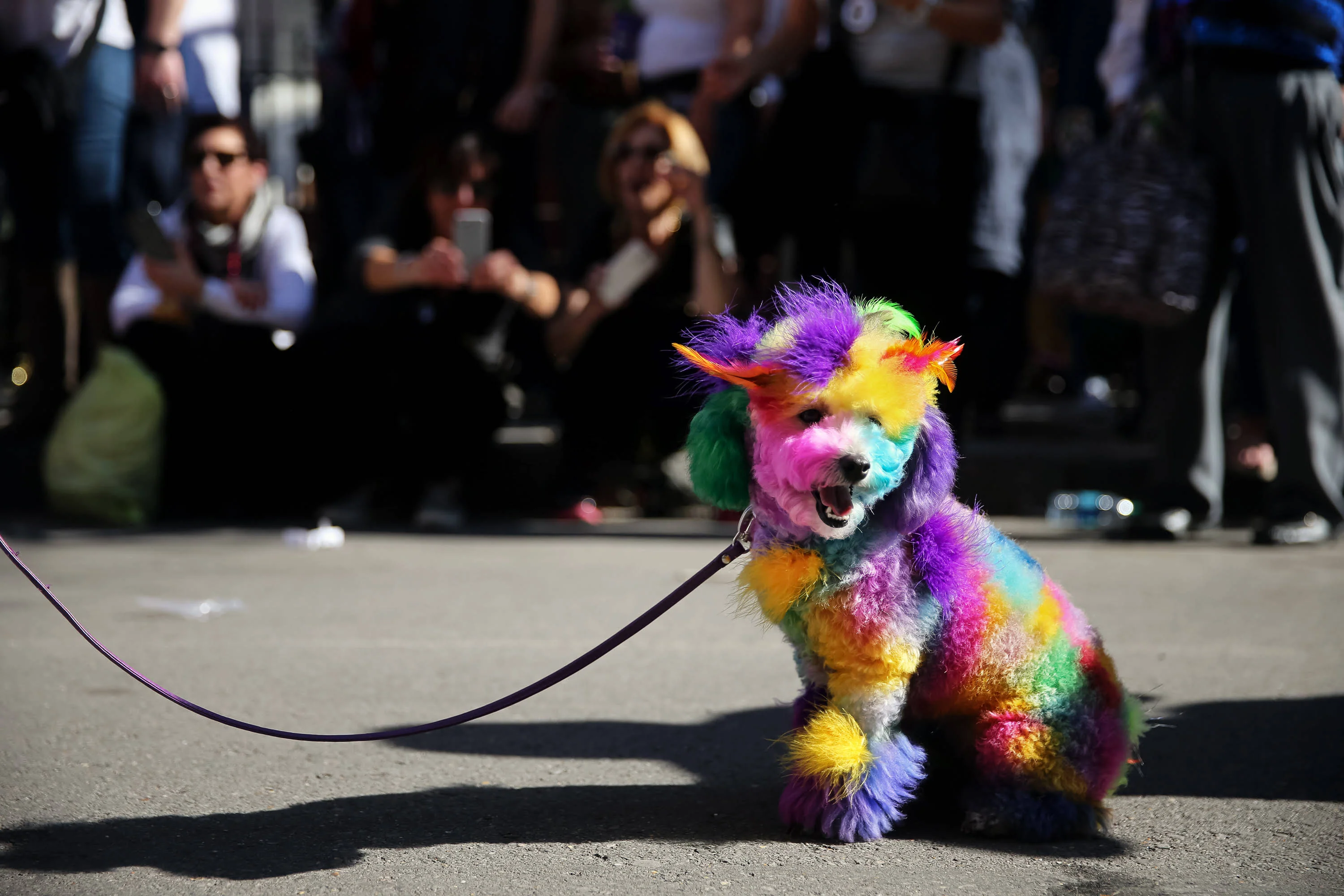 A Celebration of Carnival: Arthur Hardy looks back at 50 years of Mardi Gras in New Orleans - Image 12