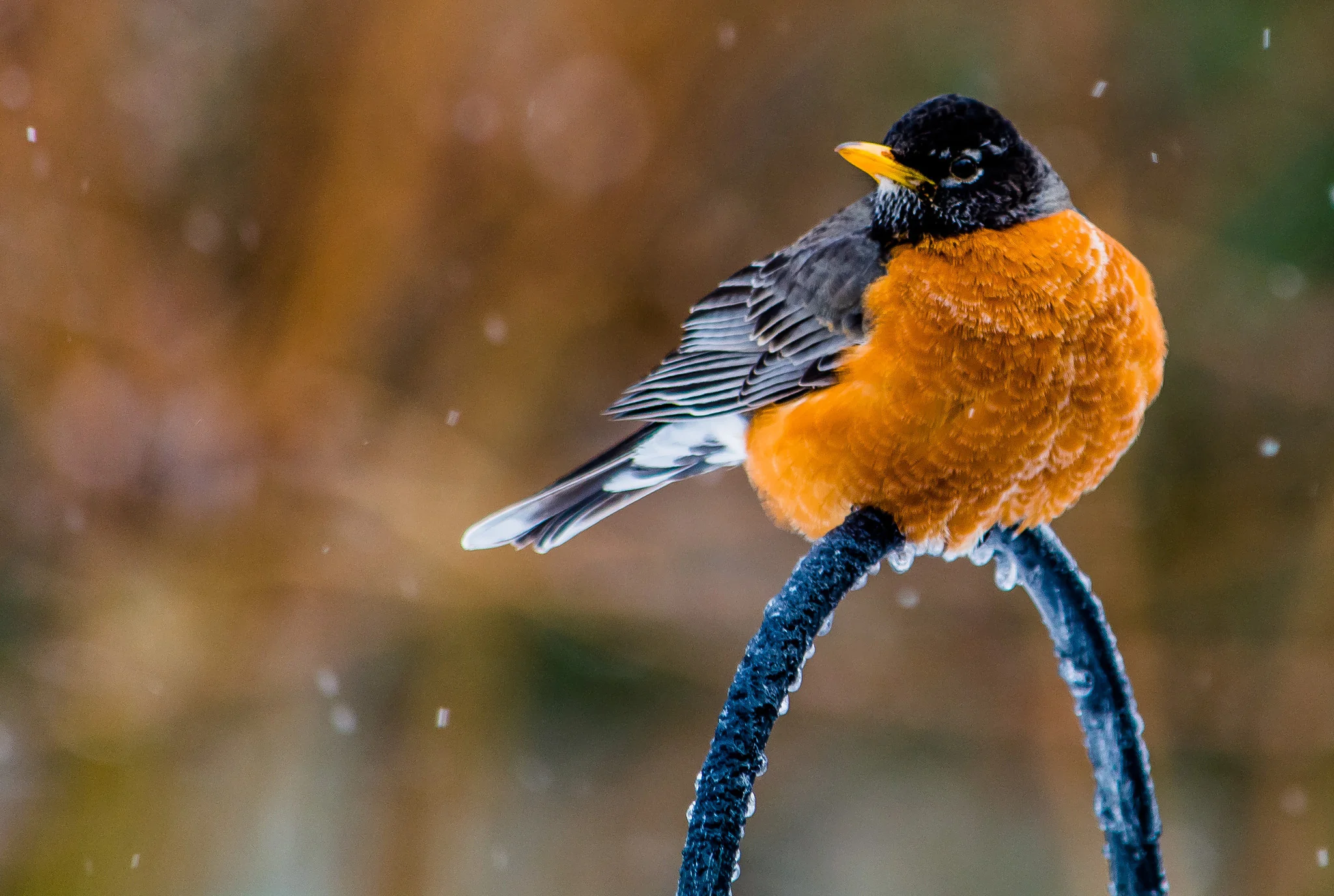 Capture Arkansas IV: The best of Arkansas in Photography - Image 3